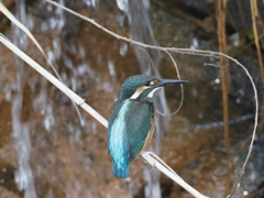 カワセミ
