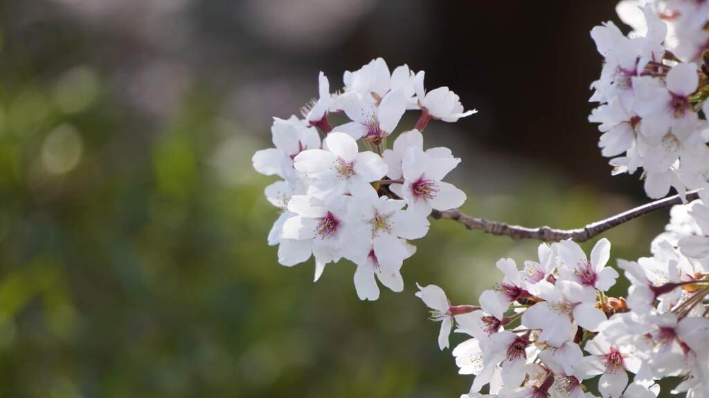 桜