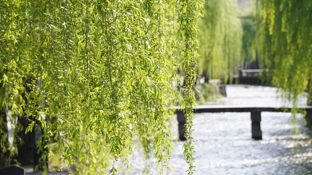 柳と川と橋