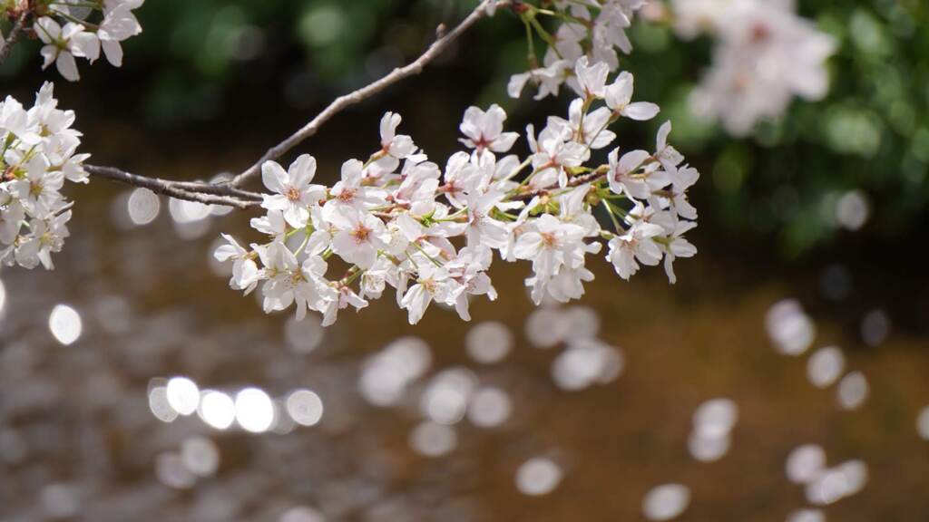 桜キラキラ