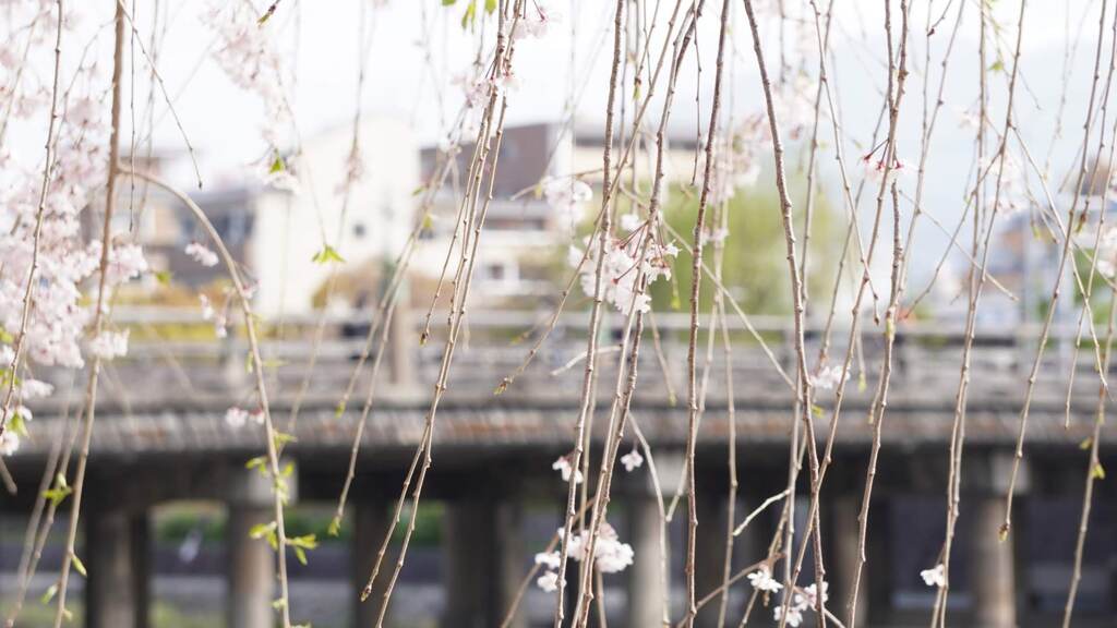 桜と三条橋