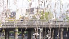 桜と三条橋