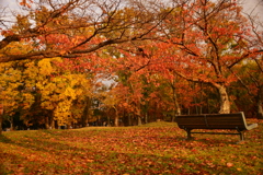 紅葉とベンチ