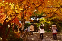 瀧安寺の金色紅葉