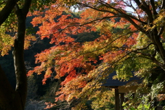 ミューズパーク紅葉２