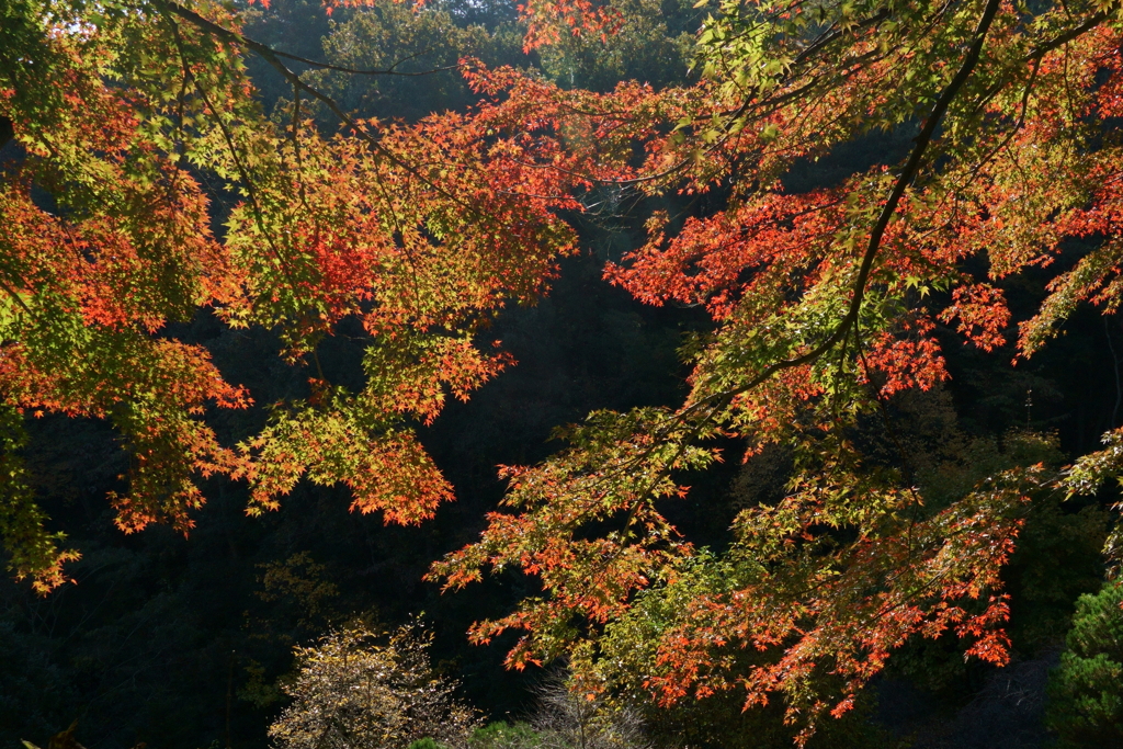 ミューズパーク紅葉3