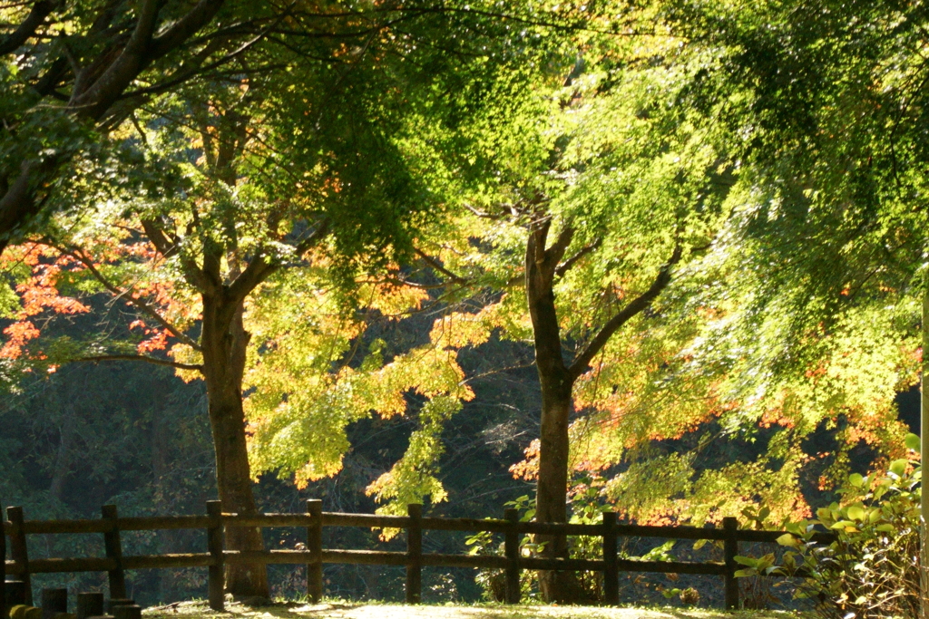 ミューズパーク紅葉