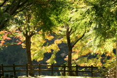 ミューズパーク紅葉