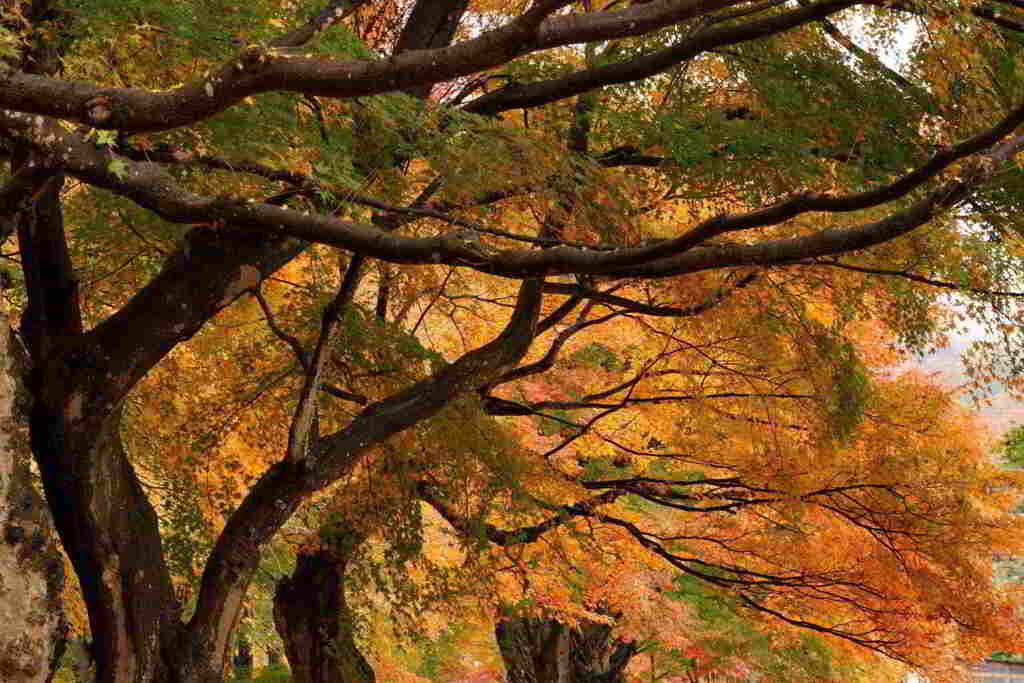 紅葉祭り