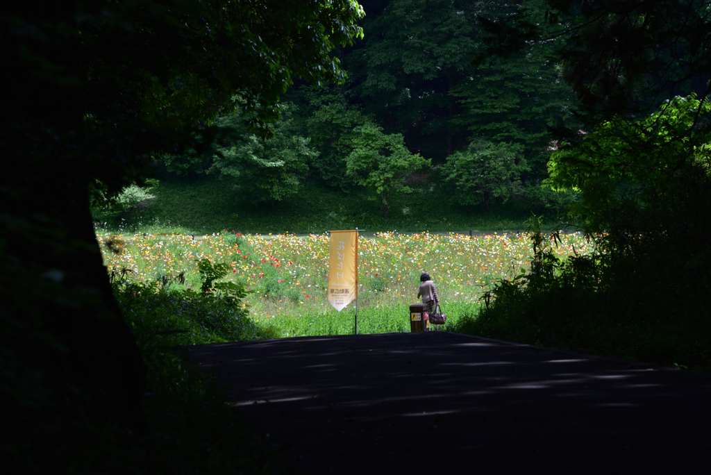 お花畑