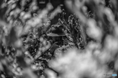 GURUGURU   SUMMILUX 50MM F1.4 1ST