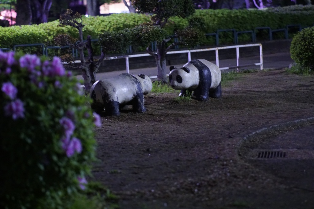 夜の公園とパンダ