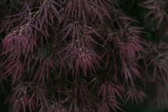 市島邸　線香花火