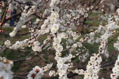 梅まつり⑤