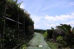 沖縄古宇利島③