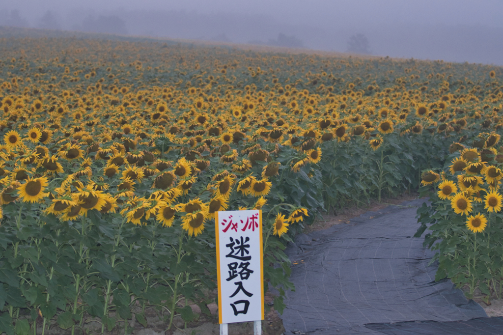 ひまわりの里