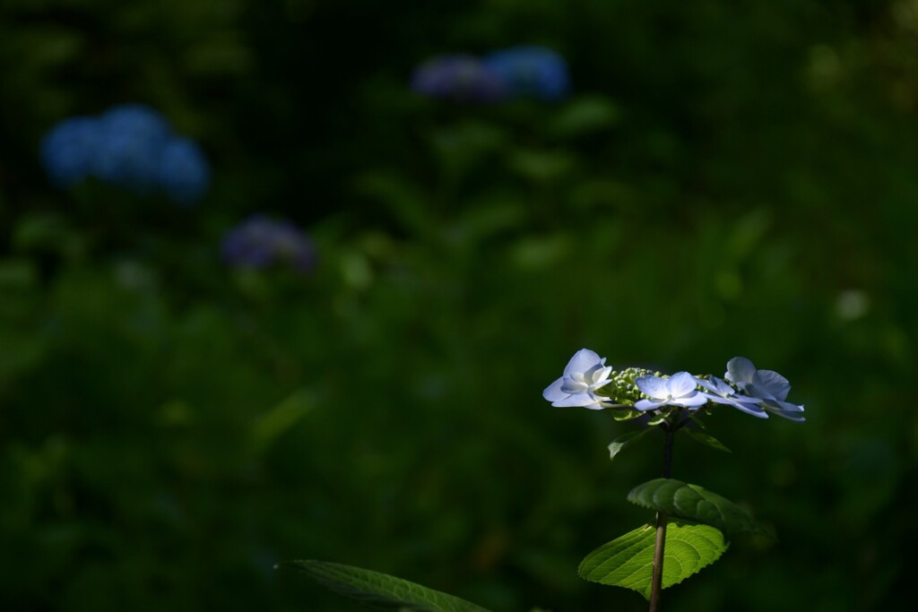 紫陽花