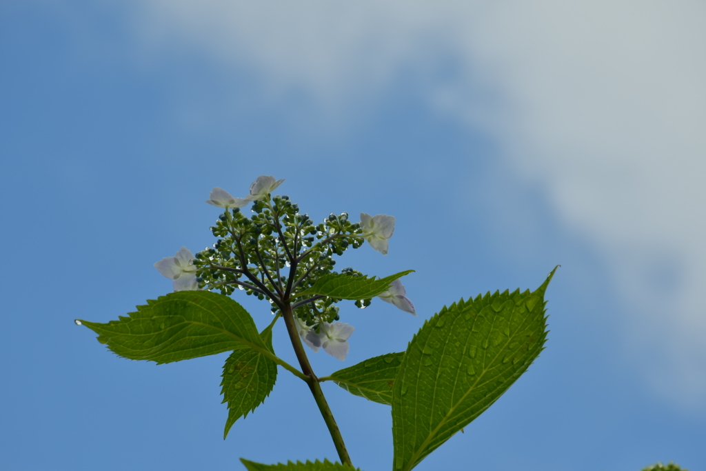 雨上がりの紫陽花