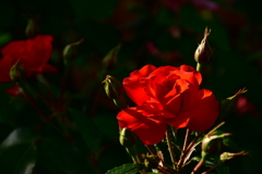 木陰の　薔薇