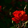 木陰の　薔薇