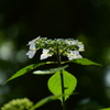 紫陽花　見頃