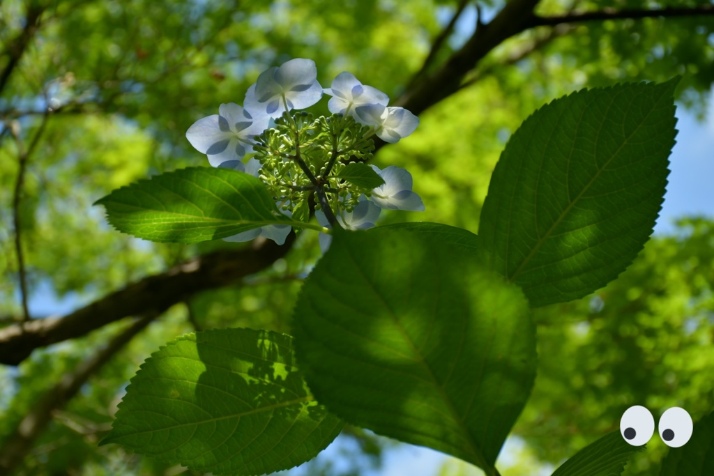 紫陽花　雨上がり