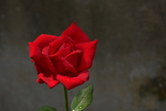 薔薇