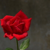 薔薇