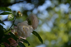 陽陰の薔薇