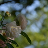 陽陰の薔薇
