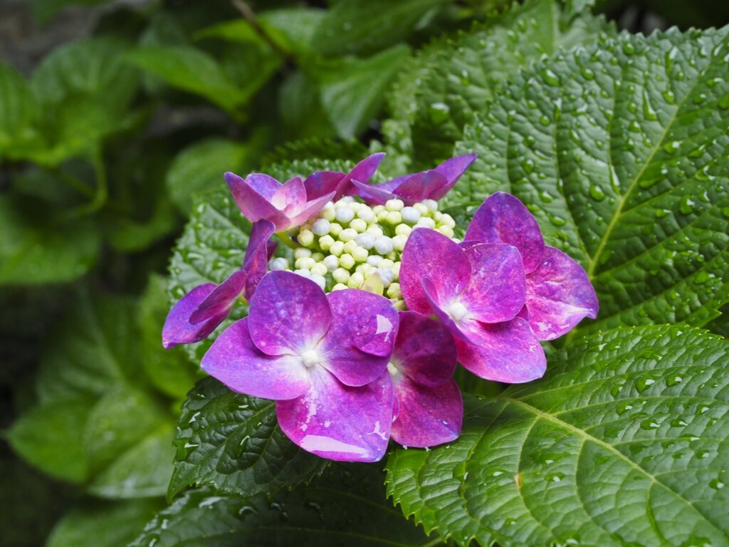 紫陽花＠養源寺