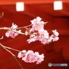 函館八幡宮の春Ⅱ