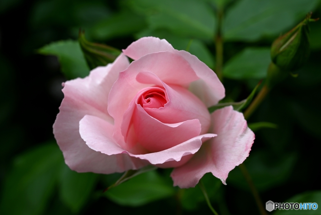 家の薔薇咲く