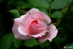 家の薔薇咲く