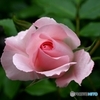 家の薔薇咲く