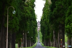 新緑の「ローマへの道」