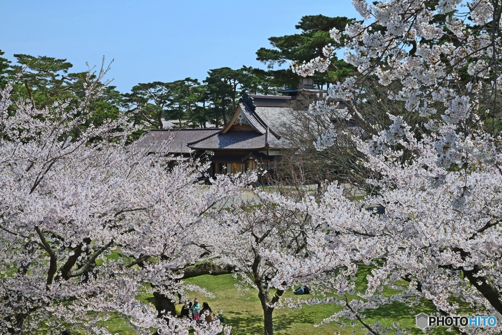 桜越しに箱館奉行所