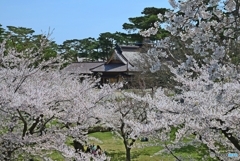 桜越しに箱館奉行所
