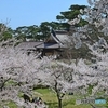 桜越しに箱館奉行所