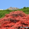 恵山町つつじ