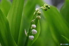 まだ蕾