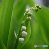 まだ蕾