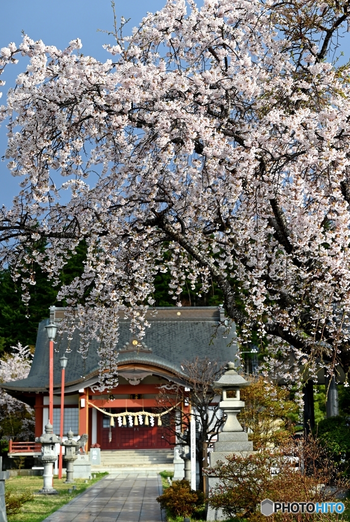 コナン聖地 函館東照宮の春
