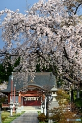 コナン聖地 函館東照宮の春