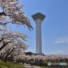 満開の桜咲く