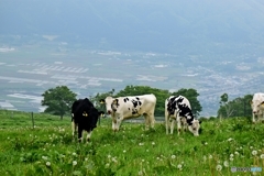 高原の牧場