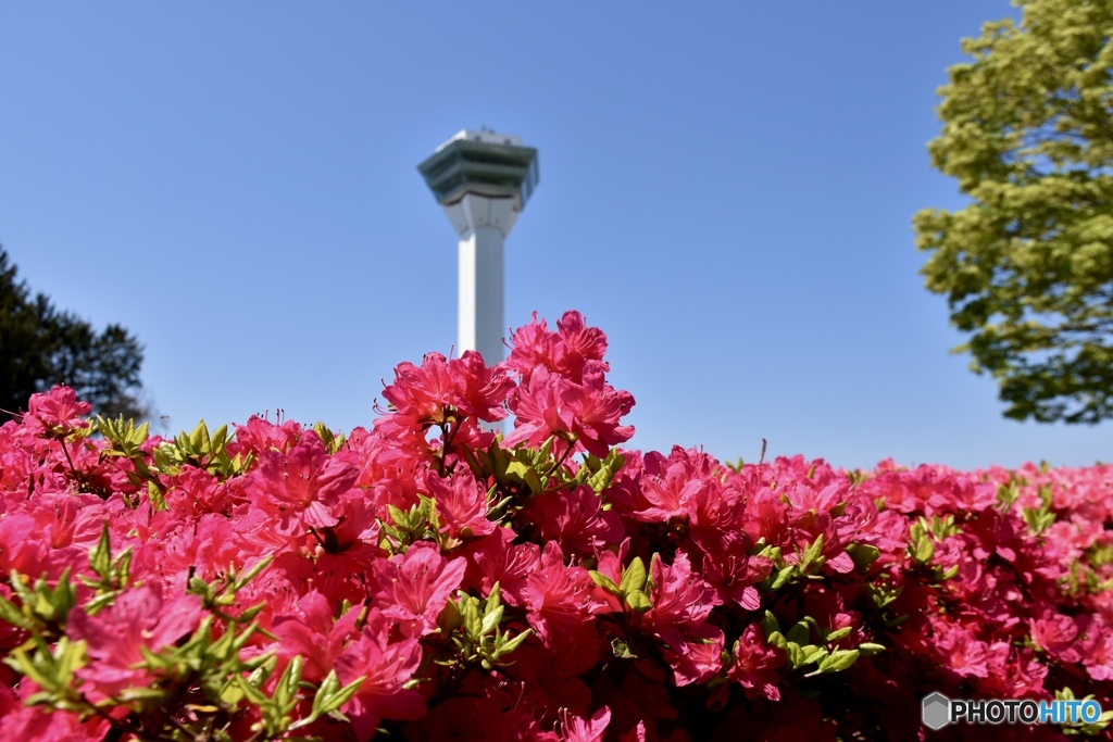 五稜郭公園つつじ