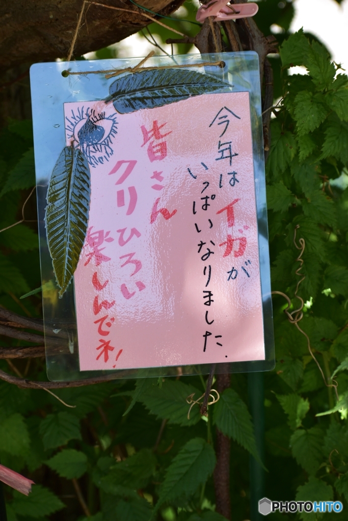 クリひろい