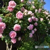 今年も薔薇が咲きました