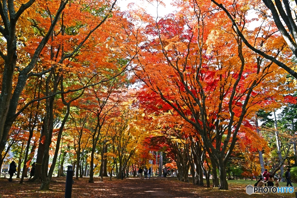 秋色のトンネル